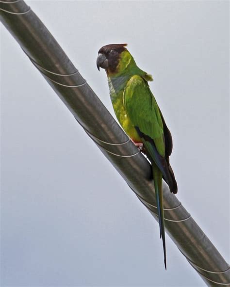 Black Hooded Nenday Parakeet Photos Birdspix