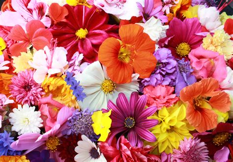 Colorful Hd Flowers Hd Flowers 4k Wallpapers Images