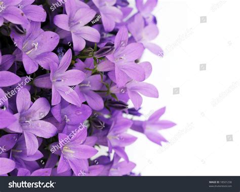 Lovely Purple Flowers Against White Background Stock Photo 18501238