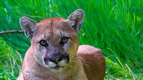 3 Mountain Lions Killed After Feeding On Human Remains Wvns