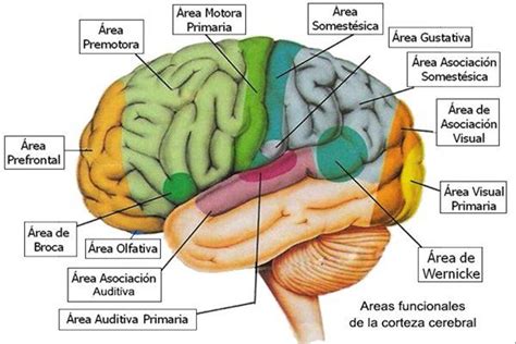 Cuales Son Las Partes Del Cerebro Y Sus Funciones Dinami