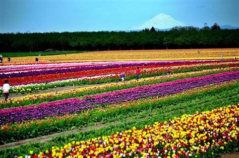 Skagit Valley Tulip Festival Expects April Flowers After
