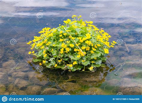 Caltha Palustris Known As Marsh Marigold And Kingcup Stock Image