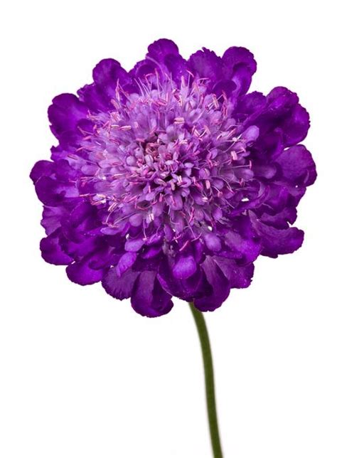 Pincushion Flower Scabiosa Columbaria Giga Blue From Growing Colors