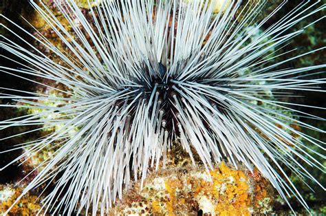 Close Up Of Long Spined Sea Urchin St Photograph By Turner Forte