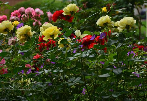 Trading cuttings is a social medium of exchange that many take part in. Growing Roses in Colorado - Planning a Rose Garden ...