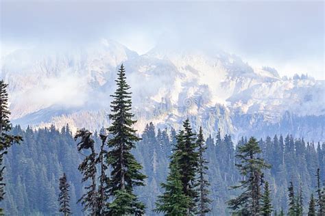Large Pine Trees With A Mountain Range In The Background Stock Image
