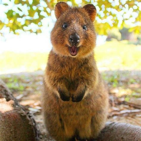What is the quokkas latin. Quokkas Kangaroos so adorable | Quokka, Quokka animal ...