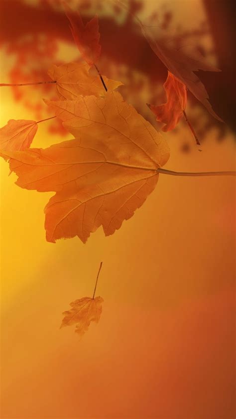 Autumn Leaves Iphone Wallpapers Free Download