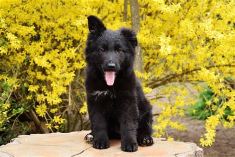 Powerful Pure Black German Shepherd Puppy Black German Shepherd