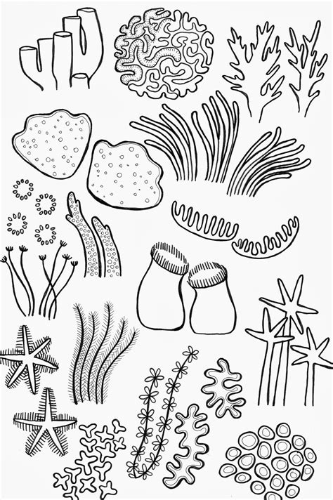 Ocean Coral Drawings Coral Reef Drawing Coral Drawing Coral Reef Art