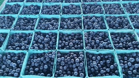 The Power Of Blue Berries • Answerline • Iowa State University