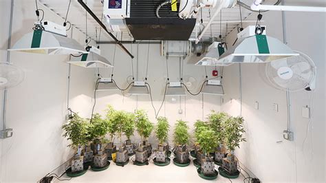 Cannabis Grow Room Hvac Bestroomone