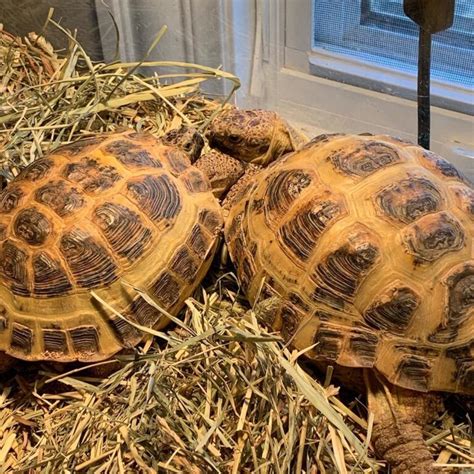 Russian Tortoise For Sale From Exotic Tortoises Worldwide Delivery