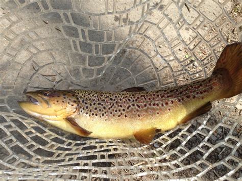 Brown Trout Details MO Fish Finder