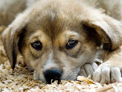 During the cremation process, the body of the deceased animal will be placed in a cremation chamber and subjected to some people may see environmental concerns with this or prefer to keep the ashes of their pets near to them. Before You Complain About Your Local Animal Shelter ...