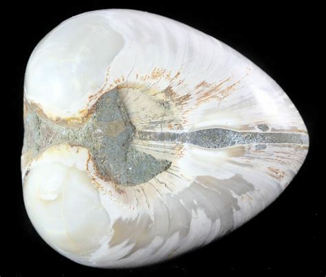 Polished Fossil Astarte Clam Cretaceous For Sale 45802