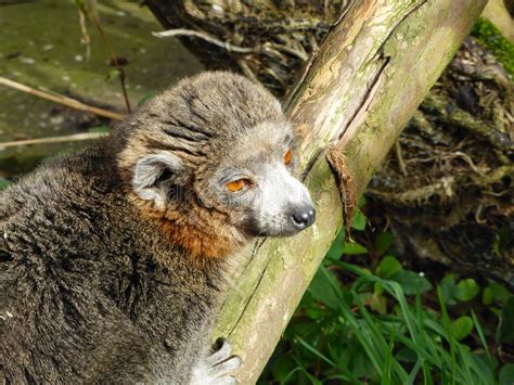 Crowned Lemur Looking Out At The World Stock Photo Image Of