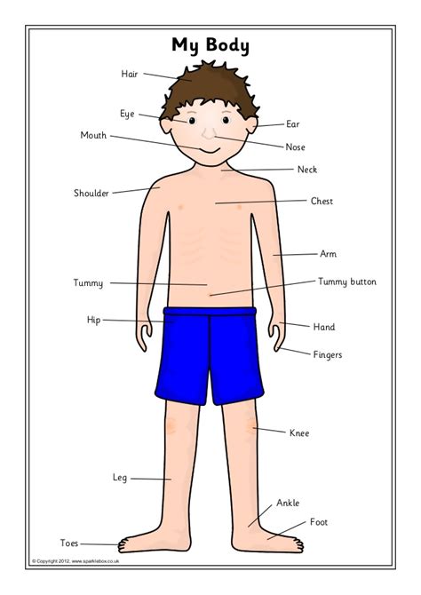 Learn human body parts names, parts of face, parts of hand and internal body parts in english and urdu with pictures also download lesson in pdf and watch video. Body labelling