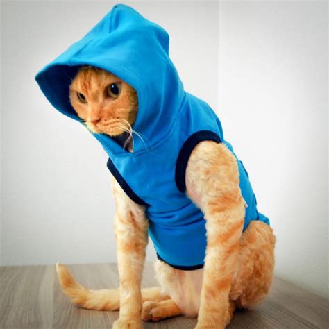 Glorious Gallery Of Cats In Hoodies