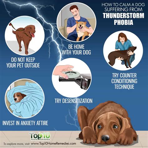 How To Calm A Dog Suffering From Thunderstorm Phobia Top 10 Home Remedies