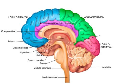 Anatomia Cerebro Anatomia Del Cerebro Humano Partes Del Cerebro