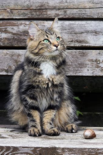 Cat Facts Norwegian Forest Cat Healthy Paws Pet Insurance