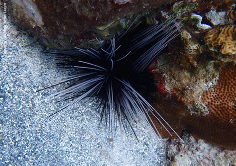 Diadema Antillarum Long Spined Urchin Snorkeling Report