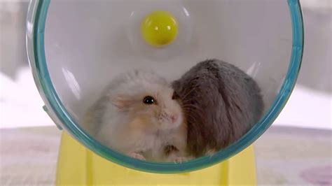 Two Hamsters One Wheel Youtube