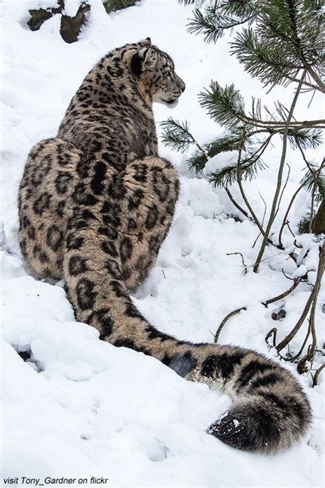 How Long Is A Snow Leopards Tail Advocating Animal Welfare