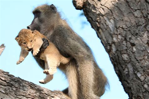 Male Baboon Seen Carrying And Grooming Lion Cub In Rare Occurrence