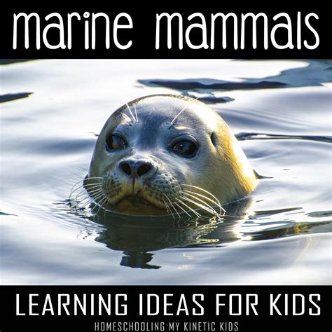 Resources For Learning About Marine Mammals