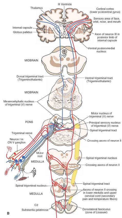 The Cranial Nerves Organization Of The Central Nervous System Part