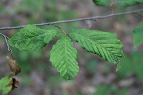 Undiagnosed “beech Leaf Disease” Threatens Eastern Forests