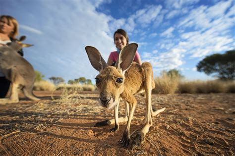 Nature And Wildlife In The Nt Northern Territory Australia