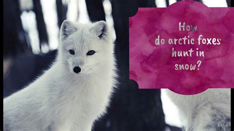 How Do Arctic Foxes Hunt Their Prey In Snow Youtube