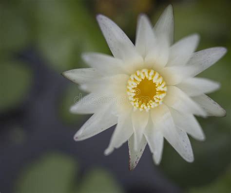 Wild Lotus Photography Single White Lotus Flower Blooming At Park