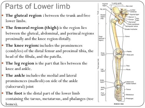 Lower Limb Bones Joints Muscles Drbbgosai