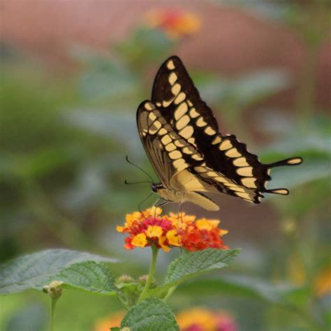 Giant Swallowtail Butterfly Retired In Costa Rica
