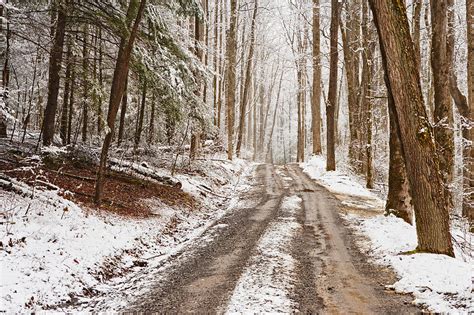 Into The Snowy Woods Photograph By William Britten Fine Art America