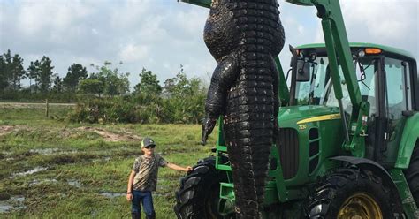 giant alligator killed in florida 15ft long and 100 years old after eating cows metro news