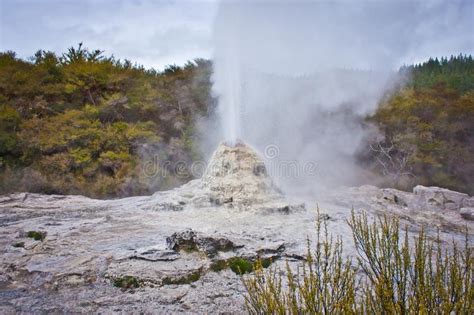 White Geyser In Geothermal Park In New Zealand Stock Photo Image Of