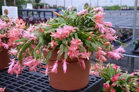 A beautiful holiday plant (botanically known as schlumbergera or zygocactus), the christmas cactus unsurprisingly blooms at christmas and also sometimes around easter time if cared for properly. How to Tell the Difference Between a Thanksgiving ...