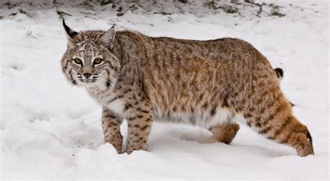 Bobcat The Nature Conservancy