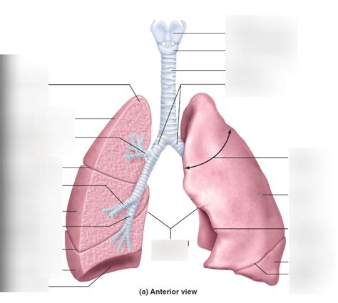 Respiration Diagram Quizlet