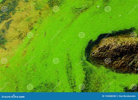Green Algae Pollution On The Water Surface Ecological Concept Stock
