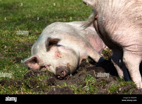 Pig Standing In A Field With Its Rear End Over A Sleeping Pig Stock