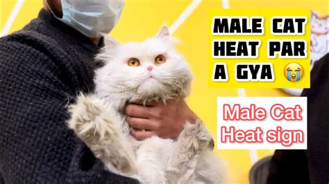 My Male Cat In Heat Male Cat Heat Sign And Symptoms Male Cat Heat Sound Male Cat Calling