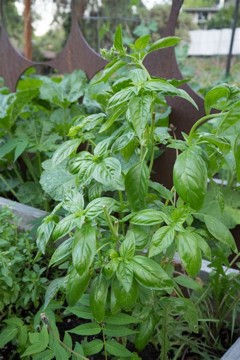 Genovese Basil Seeds The Plant Good Seed Company