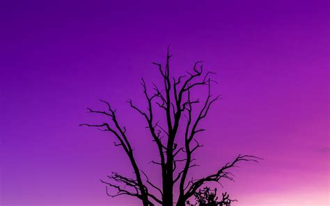 Download Wallpaper 3840x2400 Tree Sky Dusk Minimalism Purple 4k